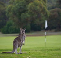 Anglesea Golf Club - Pubs Adelaide