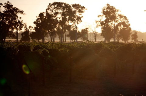 Evans & Tate - Pubs Adelaide 0