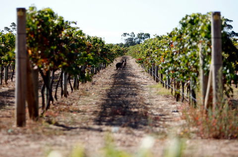 Evans & Tate - Pubs Adelaide 2