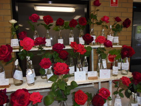 Anglican Spring Flower Show Gundagai - Pubs Adelaide 0