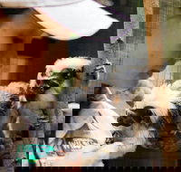 Animal Training and Conditioning - September - Pubs Adelaide