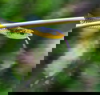 Be Welcomed by Wildlife at the Australian Wildlife Sanctuary - Pubs Adelaide