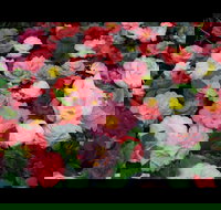 Camellia's Australia National Camellia Show - Pubs Adelaide