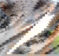 Meet the Stars of the Livestreams - Pubs Adelaide