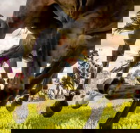 Night Markets and Race Day - Pubs Adelaide