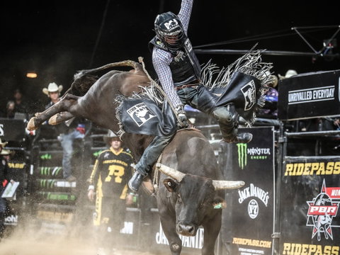 PBR Hawkesbury Stampede - Pubs Adelaide 0