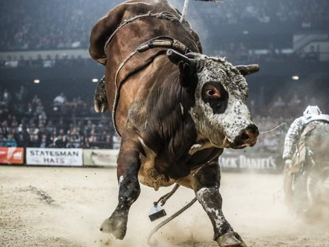 PBR Hawkesbury Stampede - Pubs Adelaide 1