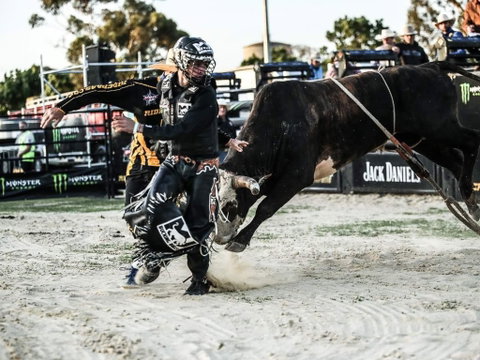 PBR Hawkesbury Stampede - Pubs Adelaide 2