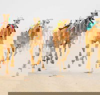 The Quirindi Camel Cup - Pubs Adelaide