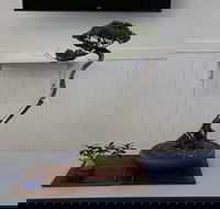 Wauchope Bonsai Workshop Group - Pubs Adelaide