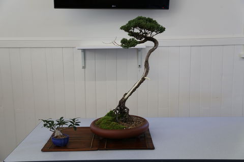 Wauchope Bonsai Workshop Group - Pubs Adelaide 0
