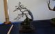 Wauchope Bonsai Workshop Group - thumb 1