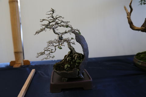 Wauchope Bonsai Workshop Group - Pubs Adelaide 1