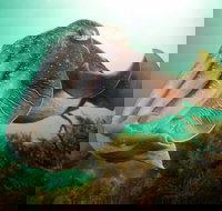 Whyalla Maritime Museum - Cuttlefish Capers - Pubs Adelaide