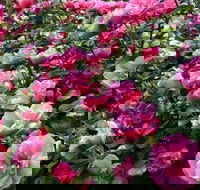 2020 Woolmers Estate Festival of Roses - Pubs Adelaide