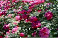 2020 Woolmers Estate Festival of Roses