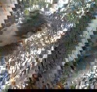 Annual Koala Count - Pubs Adelaide