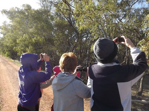 Annual Koala Count - Pubs Adelaide 1