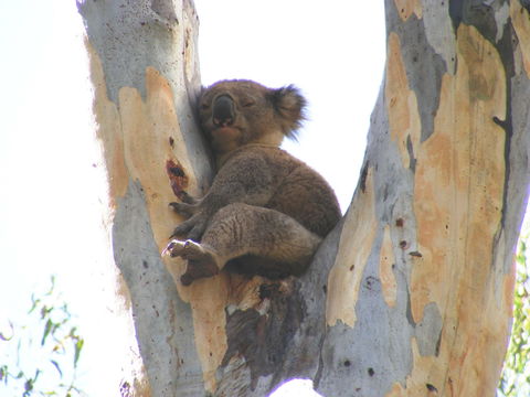 Annual Koala Count - Pubs Adelaide 2