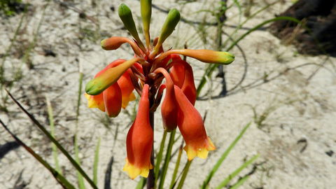 Australian Flora: Past, Present And Future - Pubs Adelaide 0