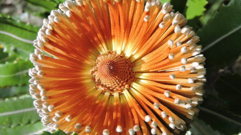Australian Flora: Past, Present And Future - Pubs Adelaide 1