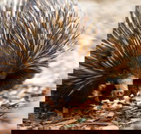 Aussie Wildlife Course - July/August/September - Pubs Adelaide