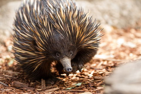 Aussie Wildlife Course - July/August/September - Pubs Adelaide 0