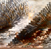 Aussie Wildlife Course - October Condensed Weekend Course - Pubs Adelaide