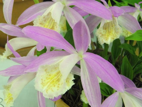 Blackheath Flower And Craft Show - Pubs Adelaide 2