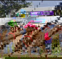 Camel Races at Gosford Showgrounds - Pubs Adelaide