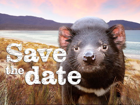 Cygnet Market - Pubs Adelaide 0