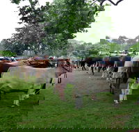 Dorrigo Agricultural Show - Pubs Adelaide