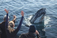 Eden Whale Festival
