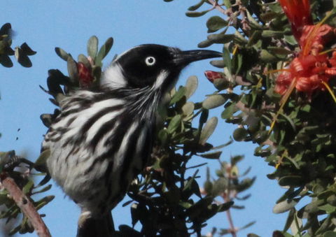 Esperance Wildflower Festival - Pubs Adelaide 0