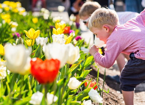 Floriade: Reimagined - Pubs Adelaide 1