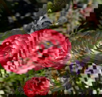 Garden Expo Benalla - Pubs Adelaide