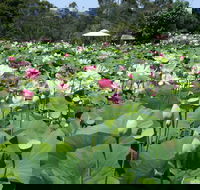 Lotus Flower Season - Pubs Adelaide