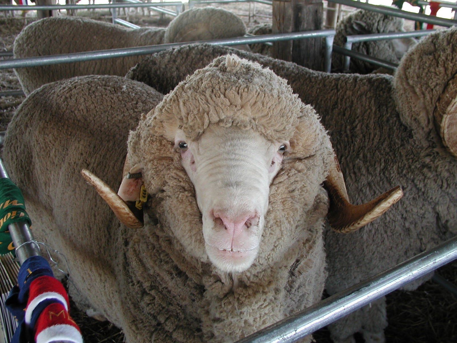 Yarragrin ACT Pubs Adelaide