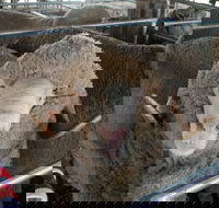 Mendooran Show - Pubs Adelaide