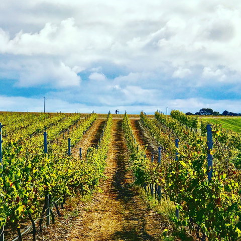 Peter Teakle Wines - Pubs Adelaide 1