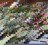 Sapphire Coast Orchid Club Spring Orchid Show - Pubs Adelaide