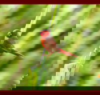 Spring into Finches and Softbills - Pubs Adelaide