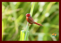 Spring into Finches and Softbills
