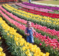 Tesselaar Tulip Festival - Pubs Adelaide