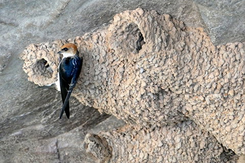 2020 Katherine Bird Festival - Pubs Adelaide 0