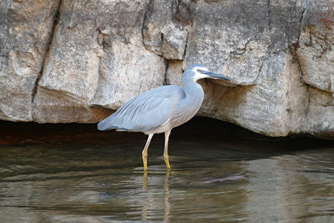 2020 Katherine Bird Festival - Pubs Adelaide 1