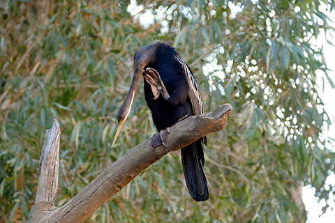 2020 Katherine Bird Festival - Pubs Adelaide 2