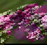 69th Annual Goulburn Lilac City Festival - Pubs Adelaide