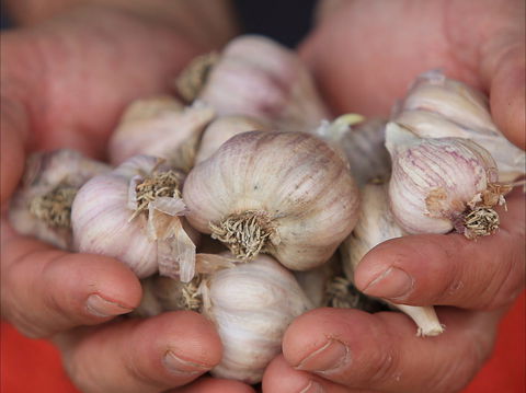 Armidale Farmers' Market - Pubs Adelaide 0