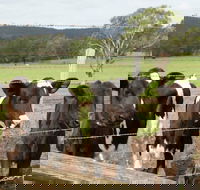 Bandon Grove Farm Tours - Pubs Adelaide